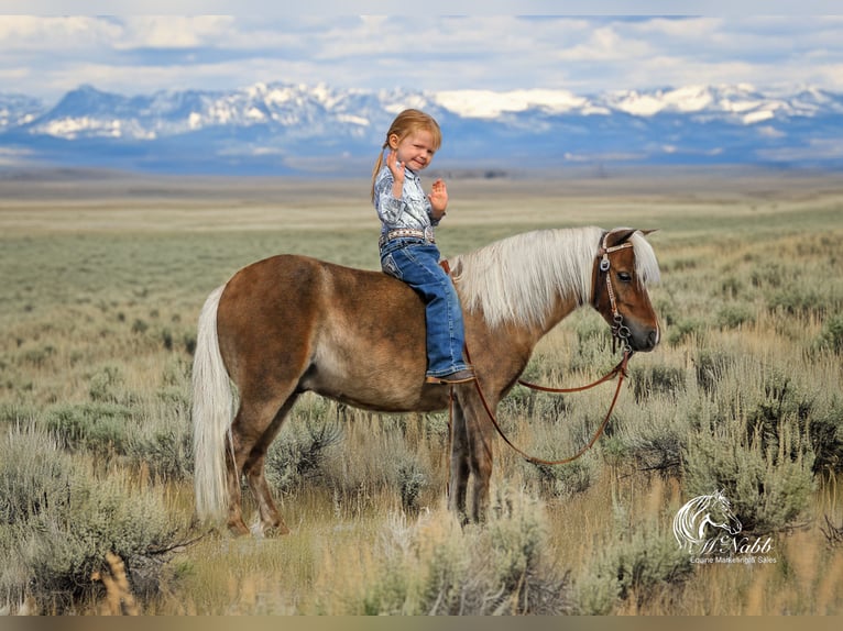 Altri pony/cavalli di piccola taglia Castrone 7 Anni 94 cm Baio ciliegia in Cody, WY