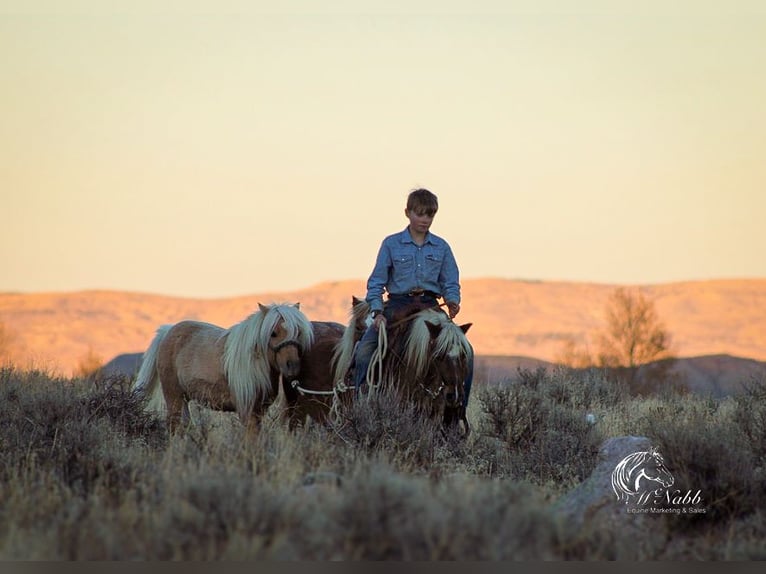 Altri pony/cavalli di piccola taglia Castrone 7 Anni 94 cm Baio ciliegia in Cody, WY