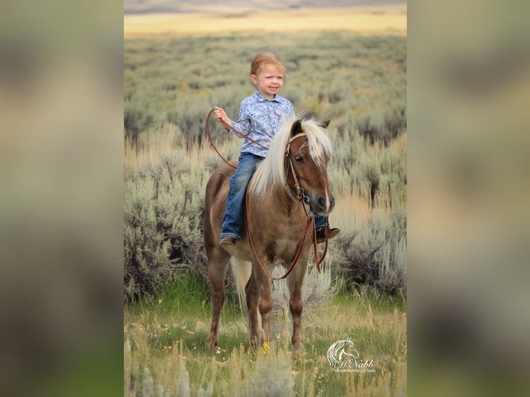 Altri pony/cavalli di piccola taglia Castrone 7 Anni 94 cm Baio ciliegia in Cody, WY