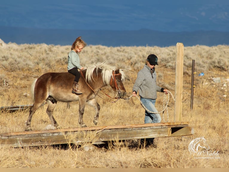Altri pony/cavalli di piccola taglia Castrone 7 Anni 94 cm Baio ciliegia in Cody, WY