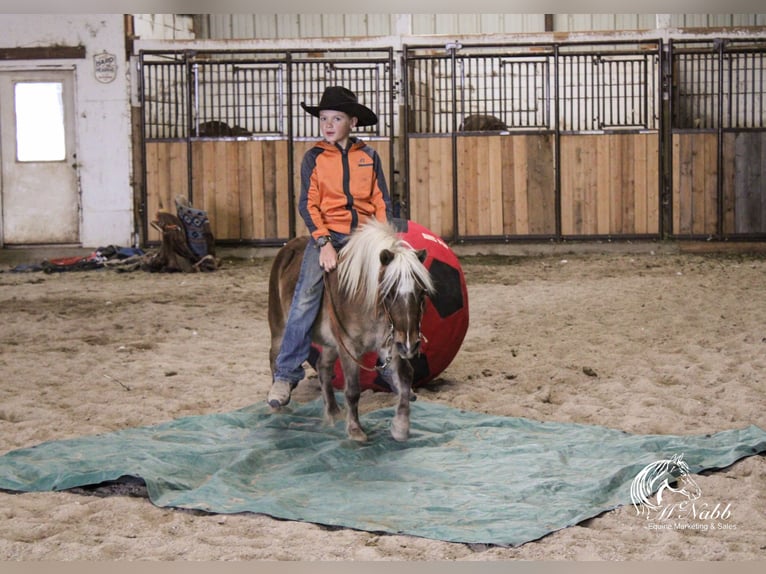 Altri pony/cavalli di piccola taglia Castrone 7 Anni 94 cm Baio ciliegia in Cody, WY