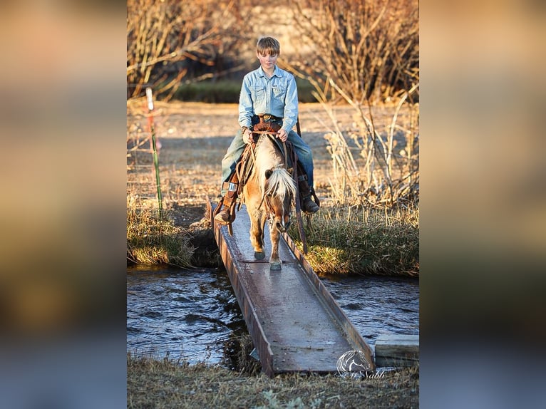 Altri pony/cavalli di piccola taglia Castrone 7 Anni 94 cm Baio ciliegia in Cody, WY