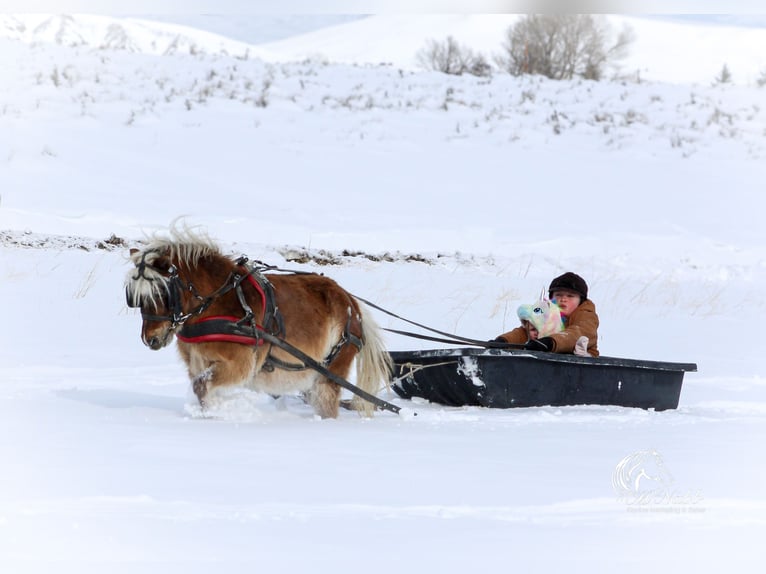 Altri pony/cavalli di piccola taglia Castrone 7 Anni 94 cm Baio ciliegia in Cody, WY