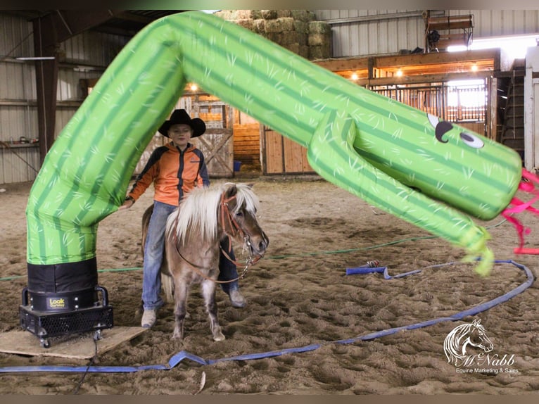 Altri pony/cavalli di piccola taglia Castrone 7 Anni 94 cm Baio ciliegia in Cody, WY