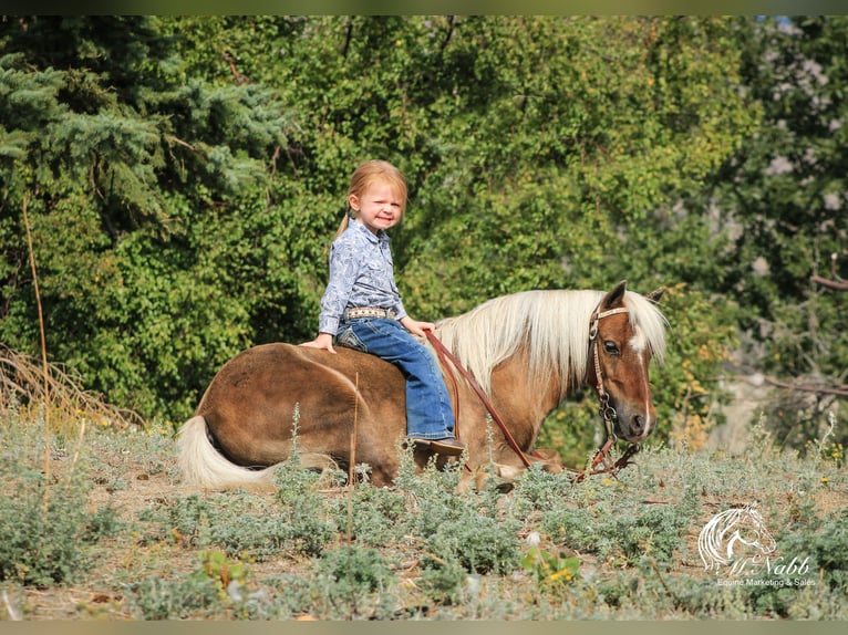 Altri pony/cavalli di piccola taglia Castrone 7 Anni 94 cm Baio ciliegia in Cody, WY