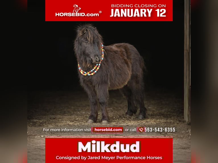 Altri pony/cavalli di piccola taglia Castrone 7 Anni 97 cm Morello in Bernard