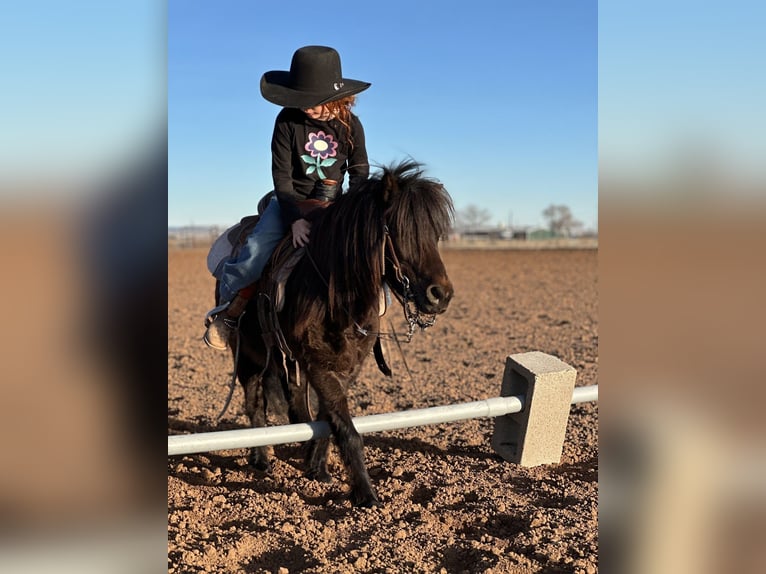 Altri pony/cavalli di piccola taglia Castrone 7 Anni 97 cm Morello in Edgewood