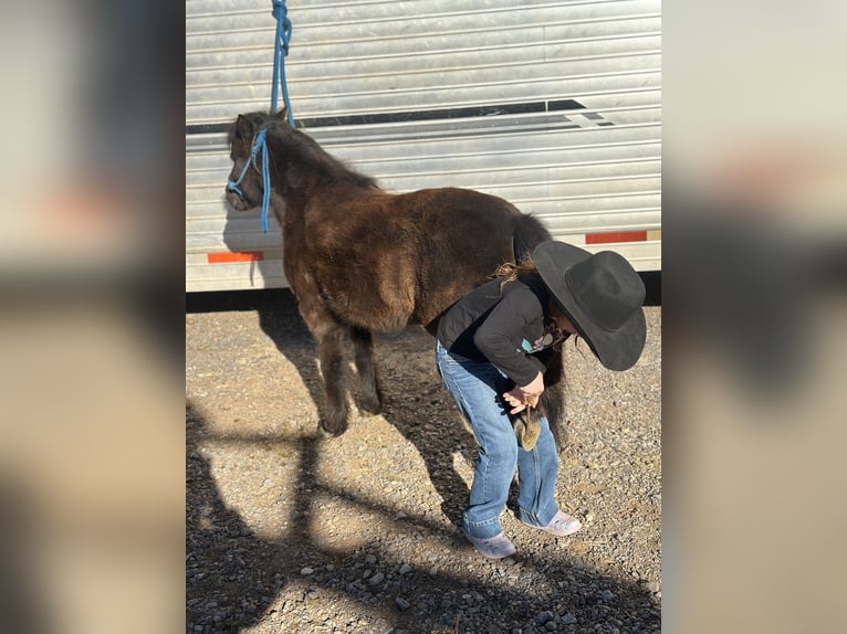 Altri pony/cavalli di piccola taglia Castrone 7 Anni 97 cm Morello in Edgewood