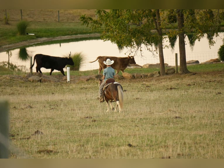 Altri pony/cavalli di piccola taglia Castrone 7 Anni 99 cm Pezzato in Fresno