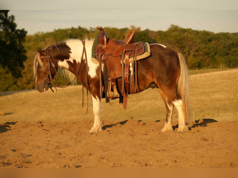 Altri pony/cavalli di piccola taglia Castrone 7 Anni 99 cm Pezzato in Fresno