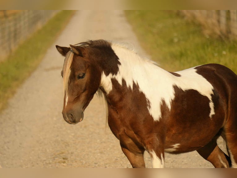 Altri pony/cavalli di piccola taglia Castrone 7 Anni 99 cm Pezzato in Fresno