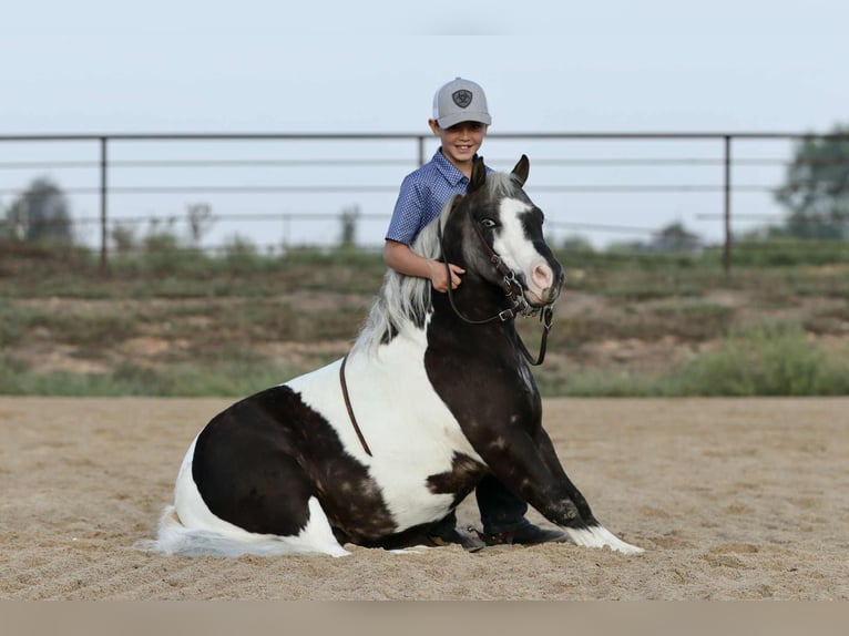 Altri pony/cavalli di piccola taglia Castrone 7 Anni 99 cm Pezzato in Mount Vernon