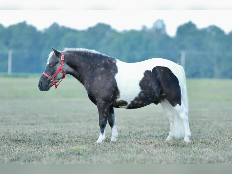 Altri pony/cavalli di piccola taglia Castrone 7 Anni 99 cm Pezzato in Mount Vernon