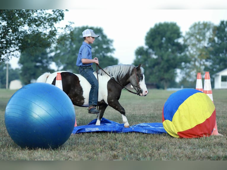 Altri pony/cavalli di piccola taglia Castrone 7 Anni 99 cm Pezzato in Mount Vernon