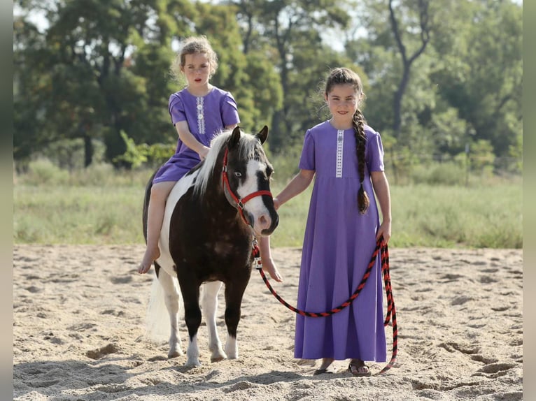 Altri pony/cavalli di piccola taglia Castrone 7 Anni 99 cm Pezzato in Mount Vernon