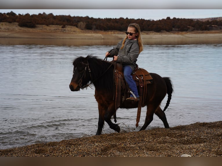 Altri pony/cavalli di piccola taglia Castrone 8 Anni 102 cm Baio in Brandon