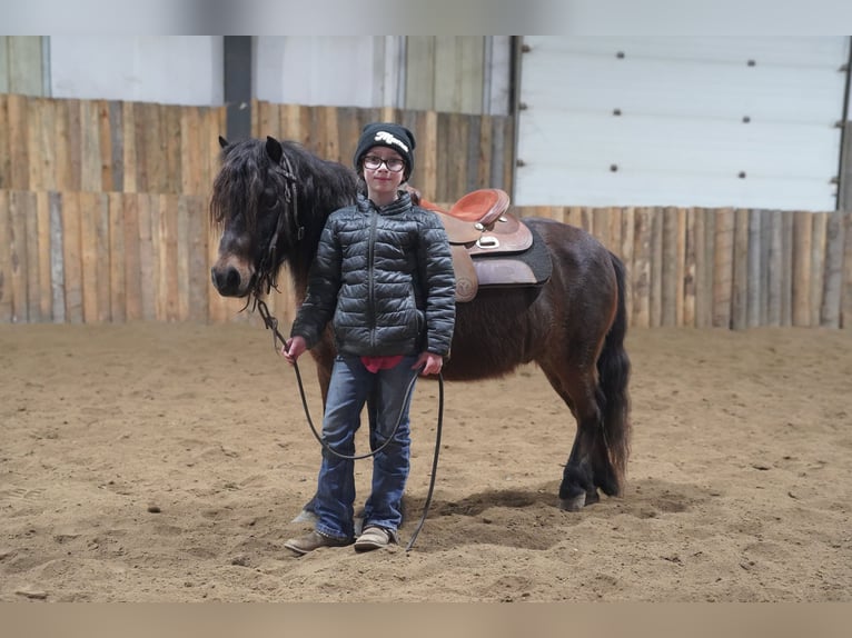 Altri pony/cavalli di piccola taglia Castrone 8 Anni 102 cm Baio in Brandon