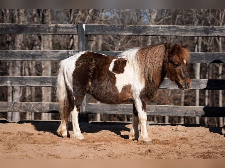 Altri pony/cavalli di piccola taglia Castrone 8 Anni 102 cm Pezzato in Clover