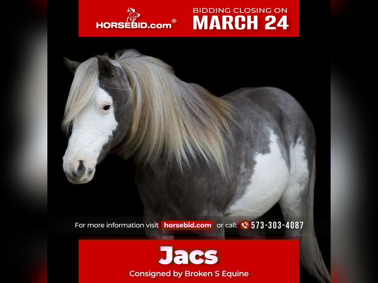 Altri pony/cavalli di piccola taglia Castrone 8 Anni 109 cm in Marshall, MO