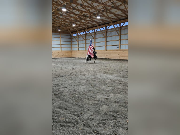 Altri pony/cavalli di piccola taglia Castrone 8 Anni 109 cm Pezzato in Rebersburg