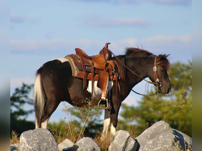 Altri pony/cavalli di piccola taglia Castrone 8 Anni 109 cm Pezzato in Rebersburg