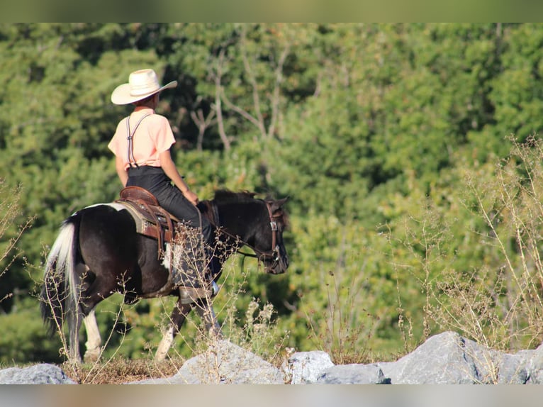 Altri pony/cavalli di piccola taglia Castrone 8 Anni 109 cm Pezzato in Rebersburg