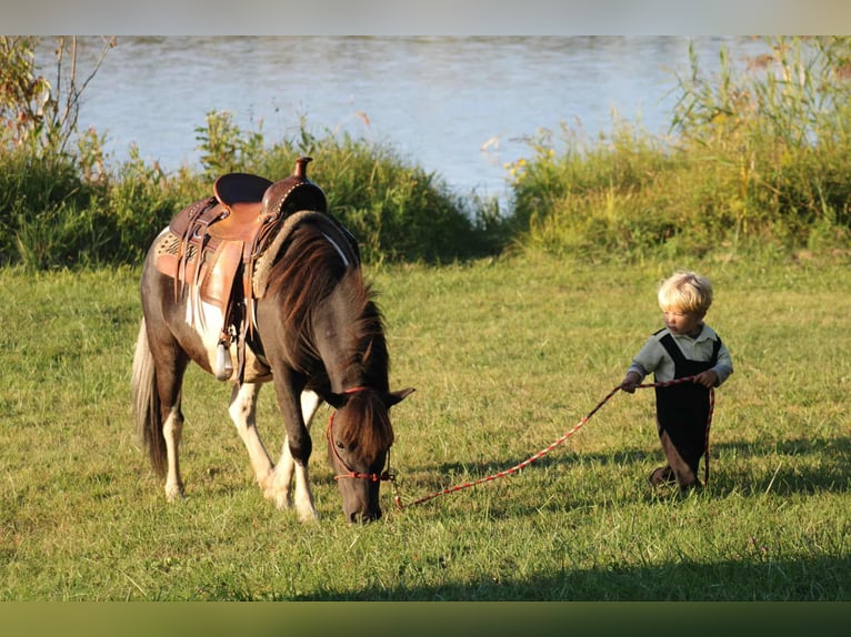 Altri pony/cavalli di piccola taglia Castrone 8 Anni 109 cm Pezzato in Rebersburg