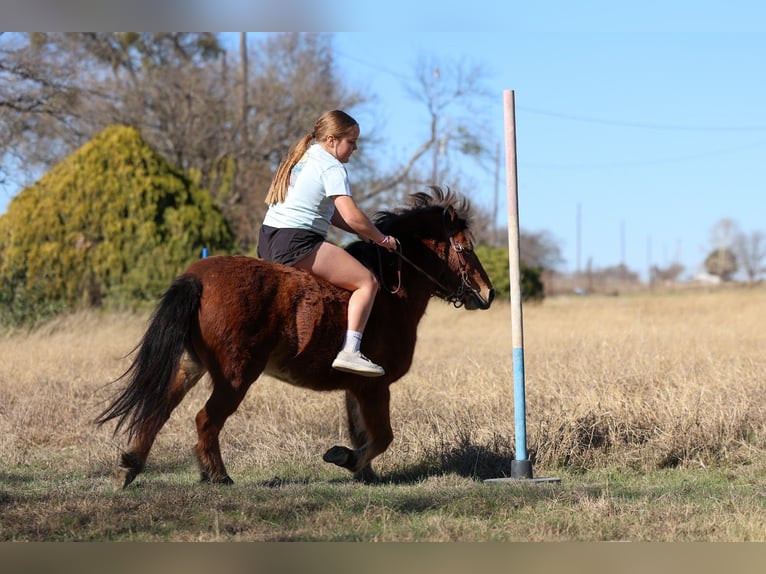 Altri pony/cavalli di piccola taglia Castrone 8 Anni 112 cm Baio ciliegia in Forney
