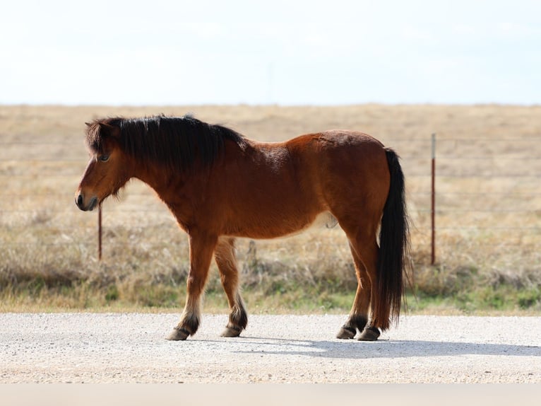 Altri pony/cavalli di piccola taglia Castrone 8 Anni 112 cm Baio ciliegia in Forney