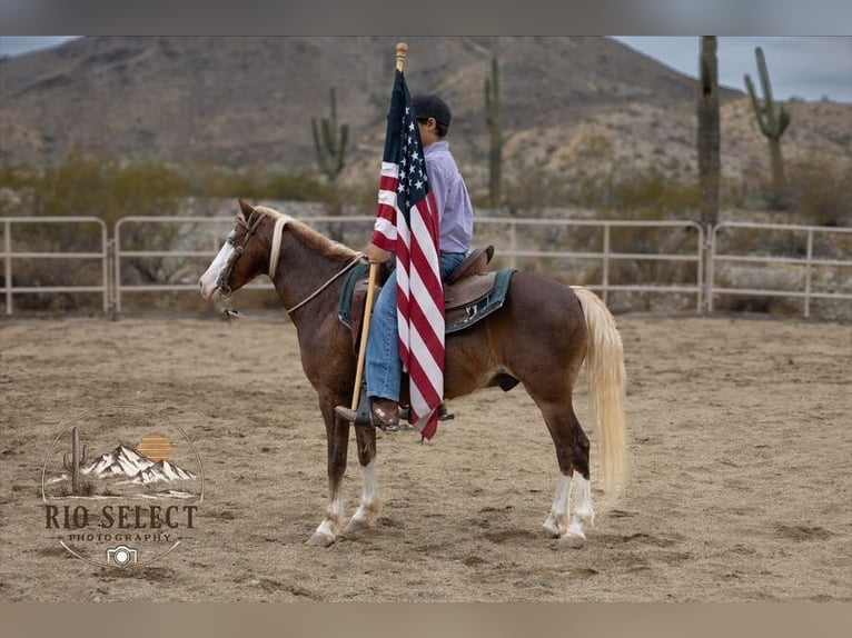 Altri pony/cavalli di piccola taglia Castrone 8 Anni 112 cm  in Phoenix