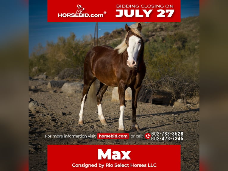 Altri pony/cavalli di piccola taglia Castrone 8 Anni 112 cm  in Phoenix