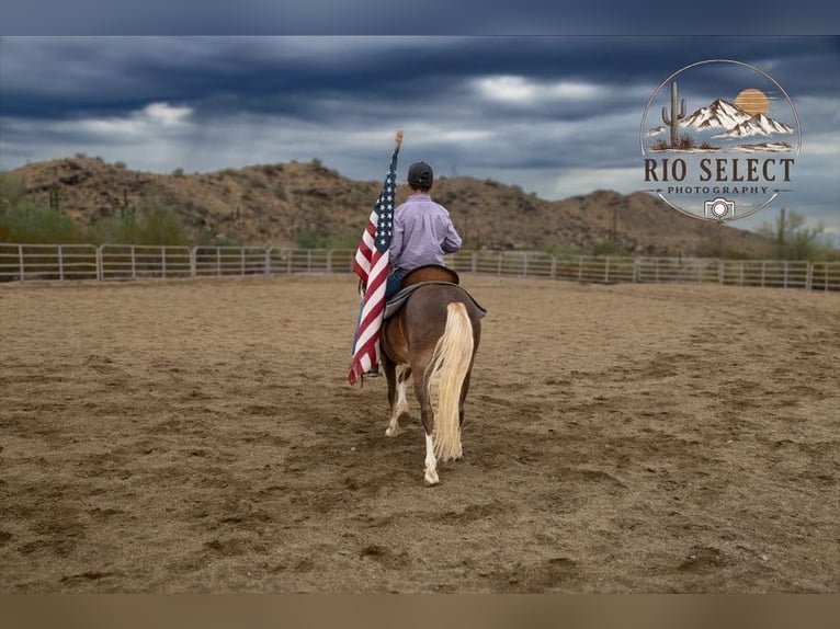 Altri pony/cavalli di piccola taglia Castrone 8 Anni 112 cm  in Phoenix