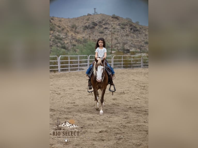 Altri pony/cavalli di piccola taglia Castrone 8 Anni 112 cm  in Phoenix