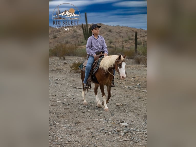 Altri pony/cavalli di piccola taglia Castrone 8 Anni 112 cm  in Phoenix