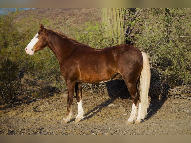 Altri pony/cavalli di piccola taglia Castrone 8 Anni 112 cm  in Phoenix