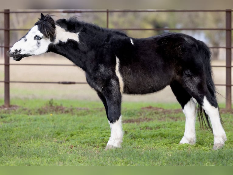 Altri pony/cavalli di piccola taglia Castrone 8 Anni 112 cm Pezzato in Guthrie