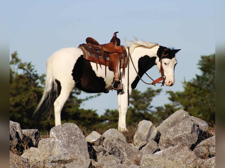 Altri pony/cavalli di piccola taglia Castrone 8 Anni 112 cm Pezzato in Rebersburg