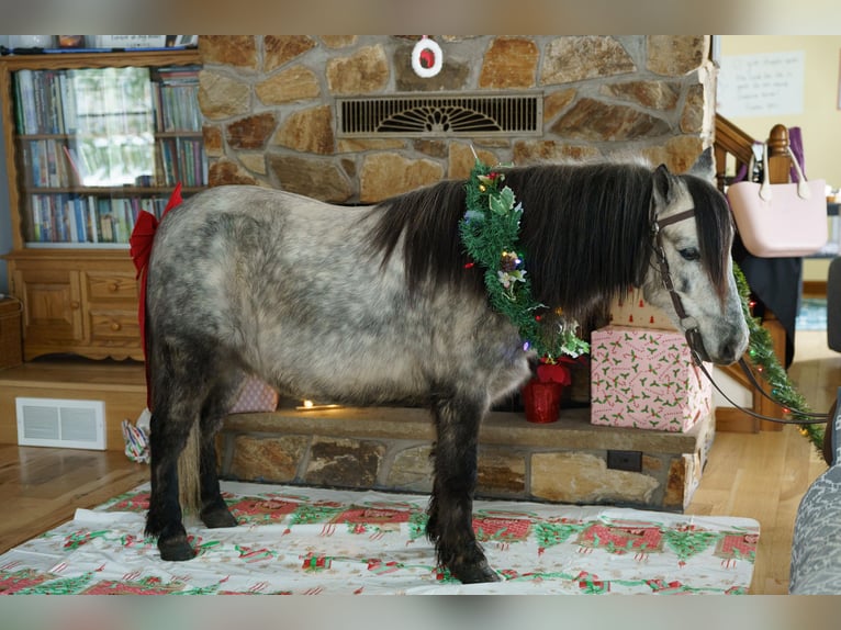 Altri pony/cavalli di piccola taglia Castrone 8 Anni 114 cm Grigio in Bristolville
