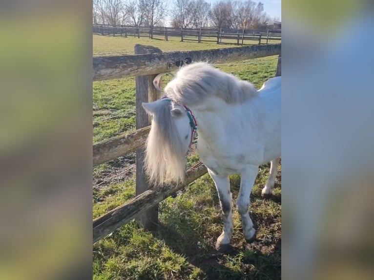 Altri pony/cavalli di piccola taglia Castrone 8 Anni 120 cm Grigio in Rechnitz
