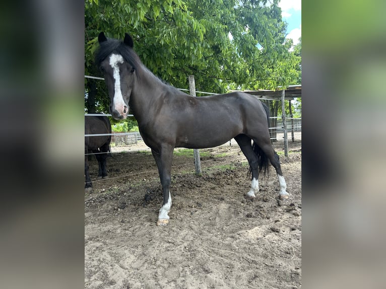 Altri pony/cavalli di piccola taglia Castrone 8 Anni 120 cm Morello in Bácsalmás