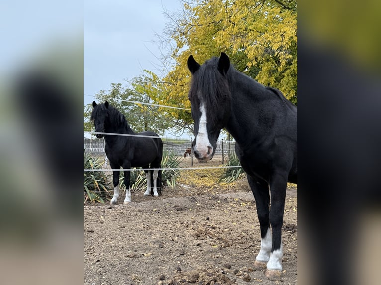 Altri pony/cavalli di piccola taglia Castrone 8 Anni 120 cm Morello in Bácsalmás