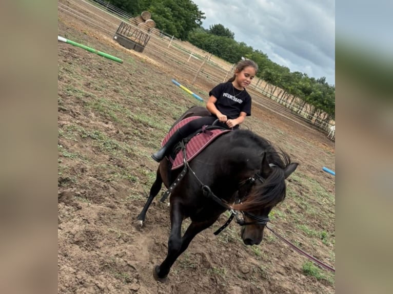 Altri pony/cavalli di piccola taglia Castrone 8 Anni 125 cm Baio scuro in Rechnitz