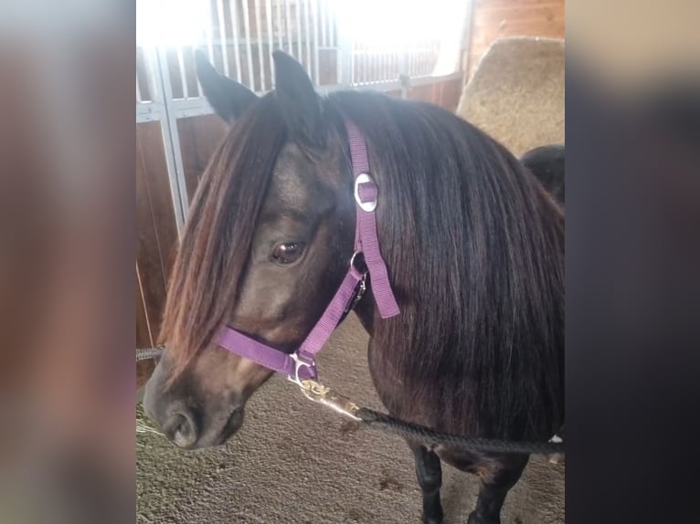 Altri pony/cavalli di piccola taglia Castrone 8 Anni 125 cm Baio scuro in Rechnitz