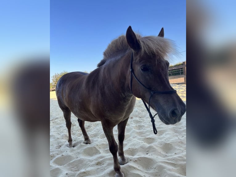 Altri pony/cavalli di piccola taglia Castrone 8 Anni 125 cm  in Daleiden