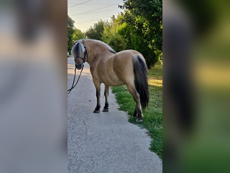 Altri pony/cavalli di piccola taglia Castrone 8 Anni 125 cm Falbo in Rechnitz