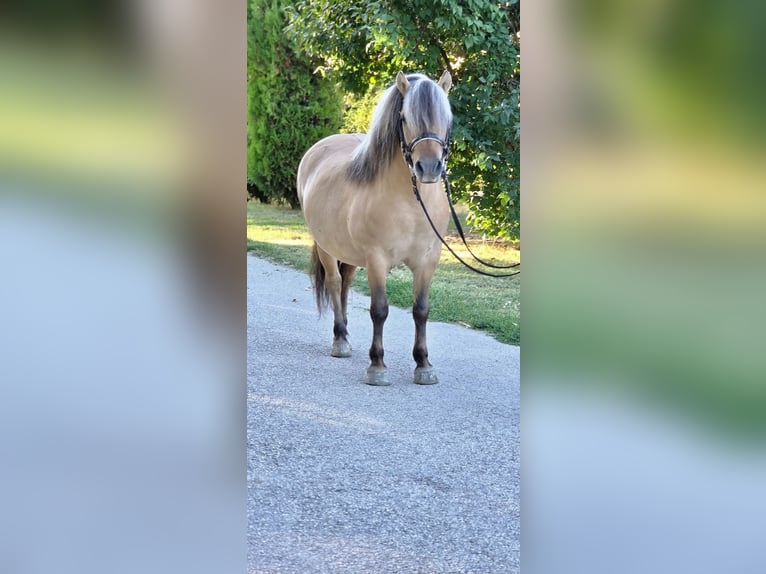 Altri pony/cavalli di piccola taglia Castrone 8 Anni 125 cm Falbo in Rechnitz