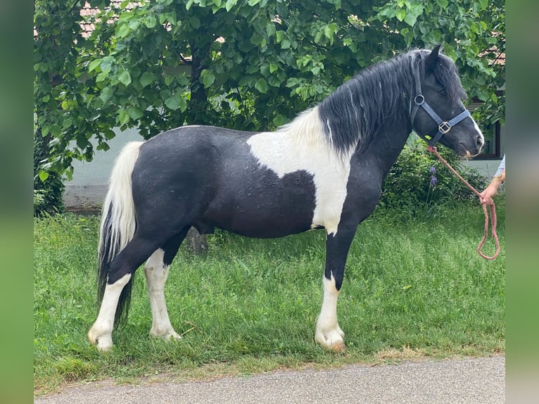 Altri pony/cavalli di piccola taglia Castrone 8 Anni 128 cm Pezzato in Rechnitz Altri pony/cavalli di piccola taglia Castrone 8 Anni 128 cm Pezzato in Rechnitz