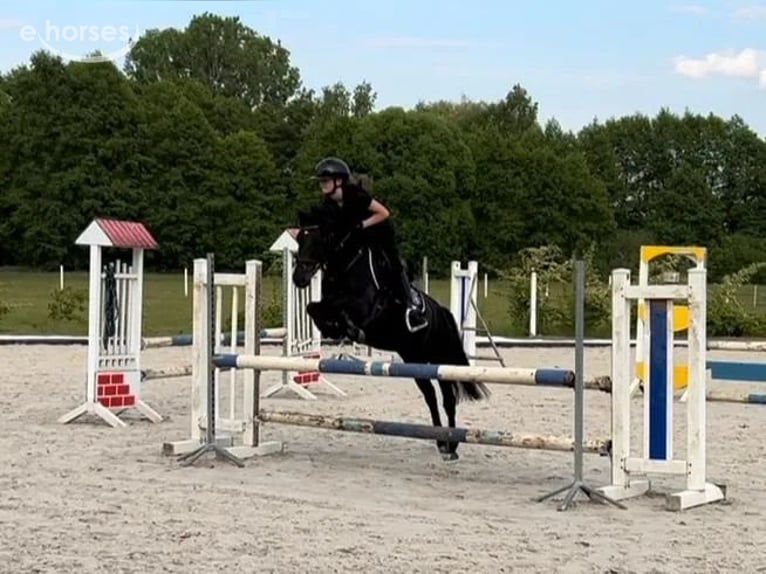 Altri pony/cavalli di piccola taglia Castrone 8 Anni 130 cm Morello in Leczyca