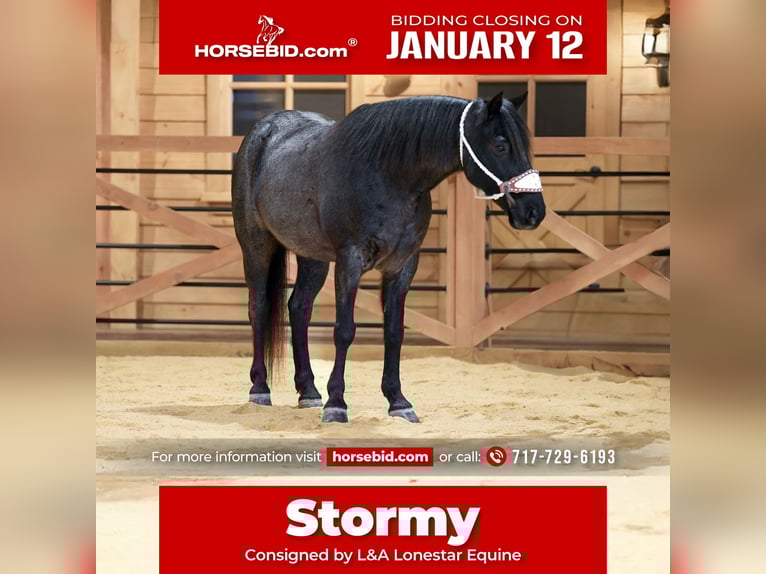 Altri pony/cavalli di piccola taglia Castrone 8 Anni 135 cm Roano blu in Needmore