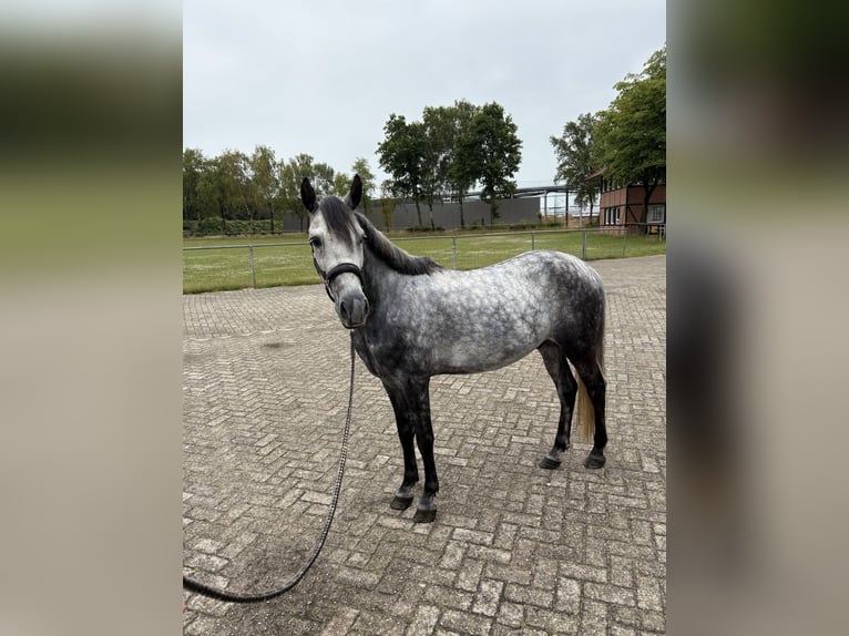 Altri pony/cavalli di piccola taglia Castrone 8 Anni 136 cm Grigio pezzato in Uelsen